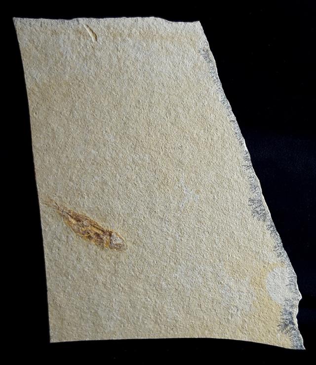 Ascalabos voithii MUENSTER 1839 - Bild © FossNet FossilienStore